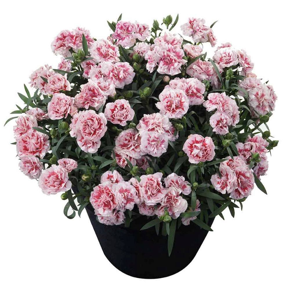 Garofita (Dianthus) Bicolor Sunflor Megan, cu flori roz-alb parfumati