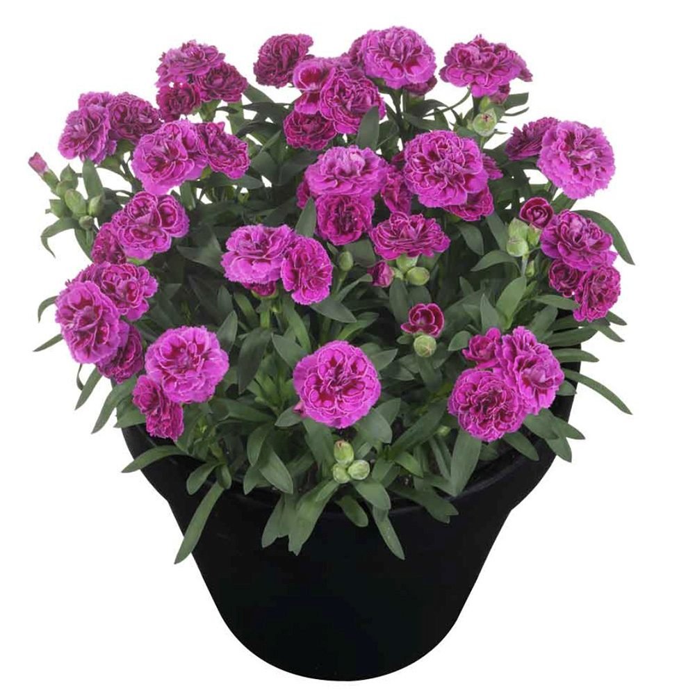 Garofita (Dianthus) Sunflor Sinclair, cu flori violet-inchis si parfumati dulci