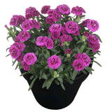Garofita (Dianthus) Sunflor Sinclair, cu flori violet-inchis si parfumati dulci - VERDENA-30 cm inaltime, livrat in ghiveci de 4 l