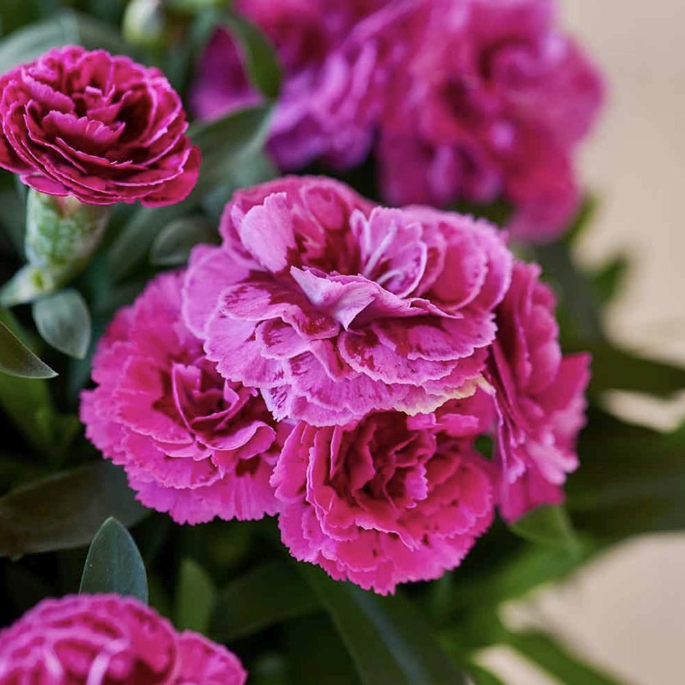 Garofita (Dianthus) Sunflor Sinclair, cu flori violet-inchis si parfumati dulci