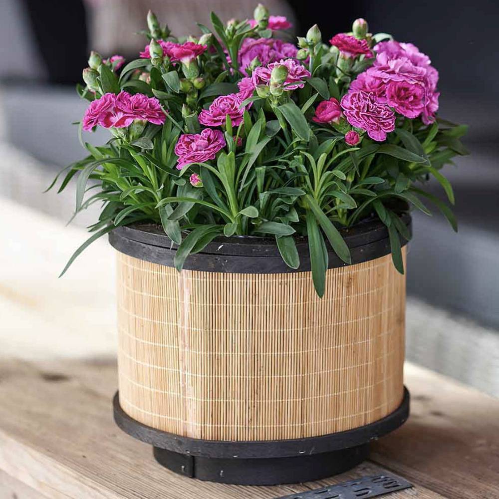 Garofita (Dianthus) Sunflor Sinclair, cu flori violet-inchis si parfumati dulci