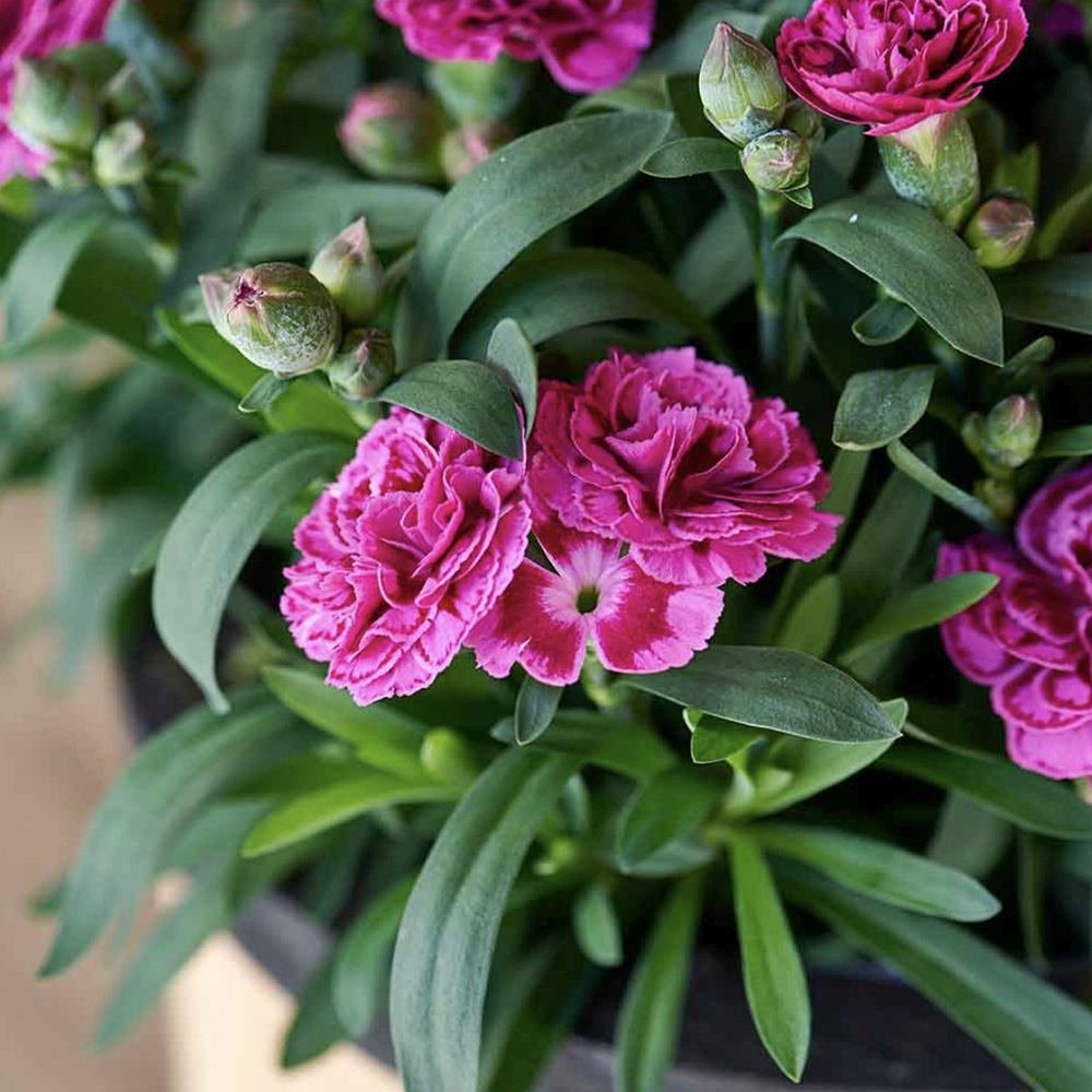 Garofita (Dianthus) Sunflor Sinclair, cu flori violet-inchis si parfumati dulci