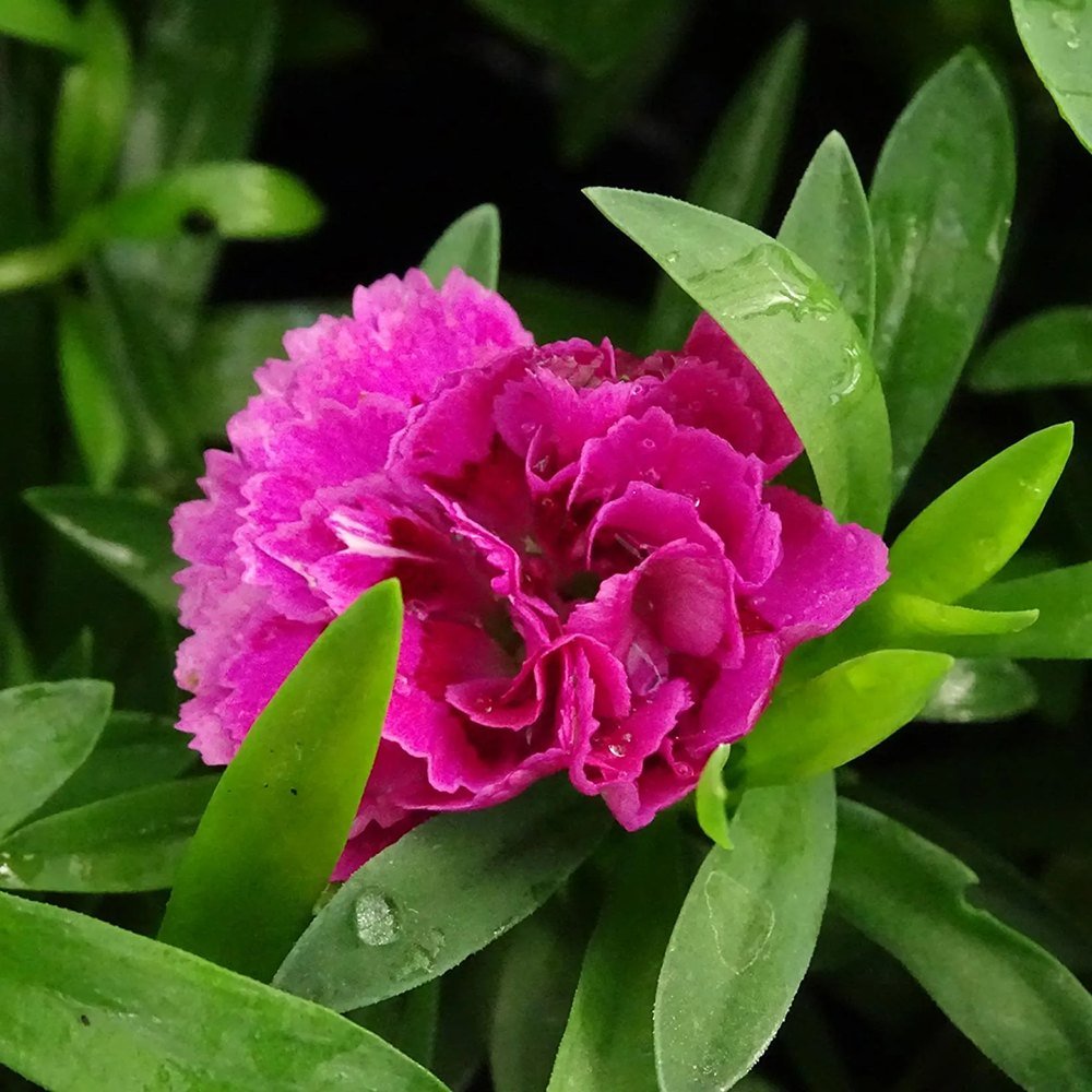 Garofita (Dianthus) Sunflor Sinclair, cu flori violet-inchis si parfumati dulci