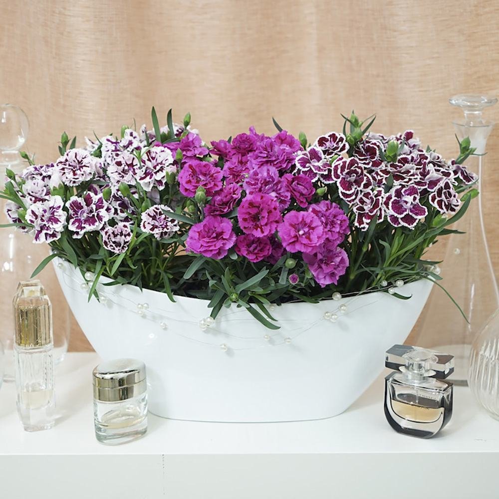 Garofita Sissy, cu flori bicolori rosii-alb