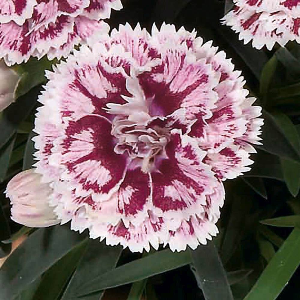 Garofita Sissy, cu flori bicolori rosii-alb