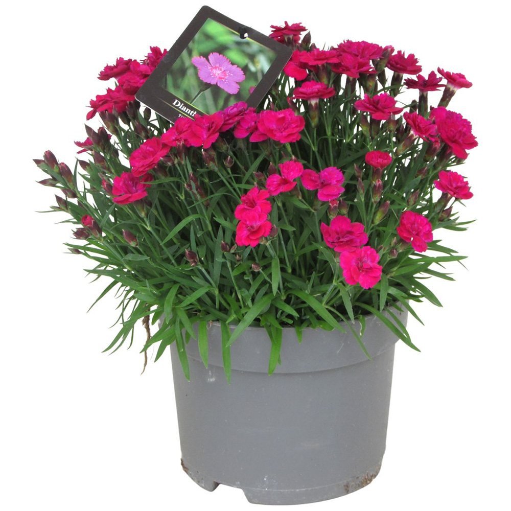 Garofita Tiiu (Dianthus), cu flori magenta intens parfumati