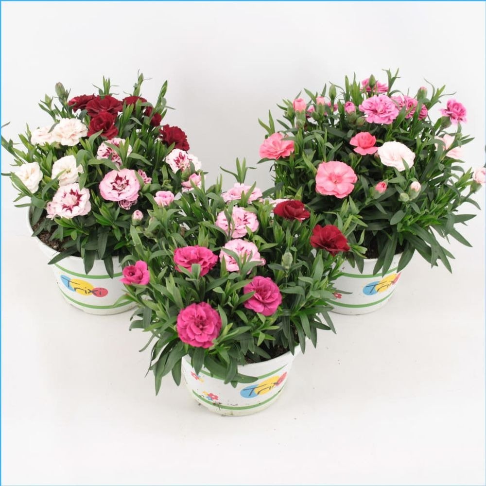 Garofita Trixi Oscar Tricolor, cu flori albe-roz-violet