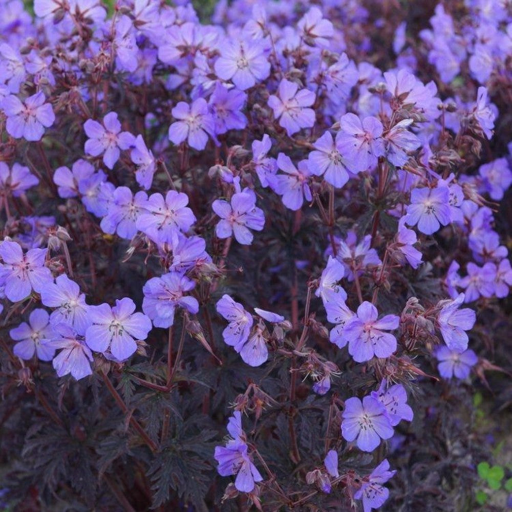 Muscata de gradina, Ciocul Berzei Geranium Black Beauty, cu frunzis inchis si flori roz, autoinmultire, covor de flori