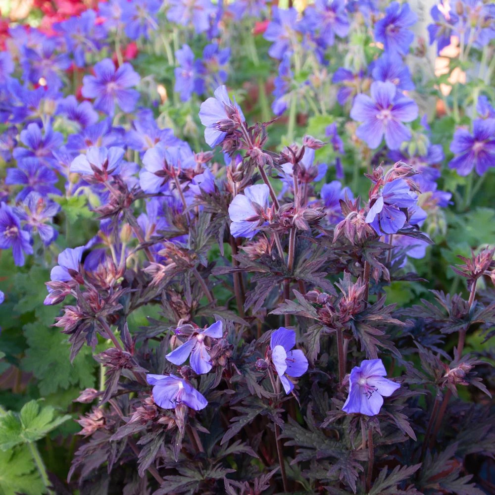 Muscata de gradina, Ciocul Berzei Geranium Black Beauty, cu frunzis inchis si flori roz, autoinmultire, covor de flori