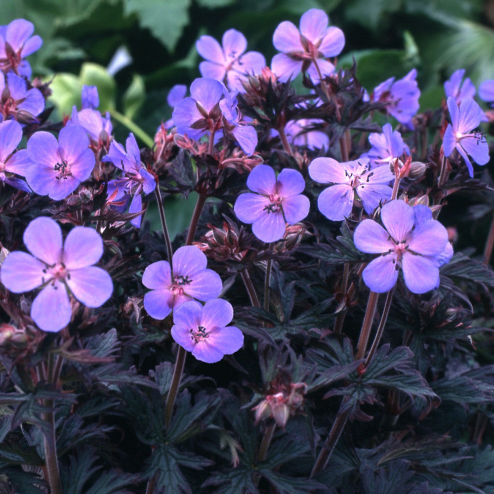 Muscata de gradina, Ciocul Berzei Geranium Black Beauty, cu frunzis inchis si flori roz, autoinmultire, covor de flori