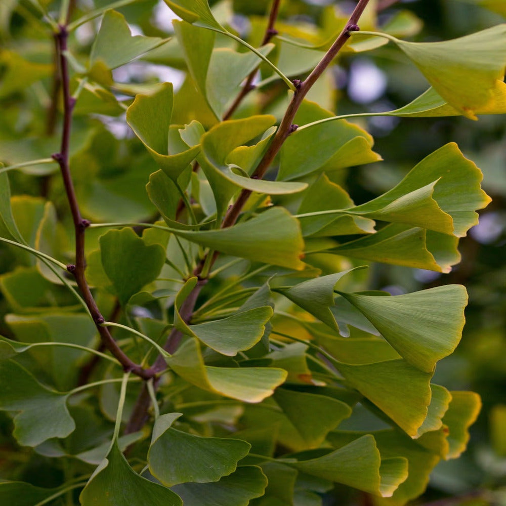 Arborele Pagodelor (Ginkgo Biloba) Autumn Gold, colorit de toamna cu frunze aurii, specie antica, perfect pentru umbra