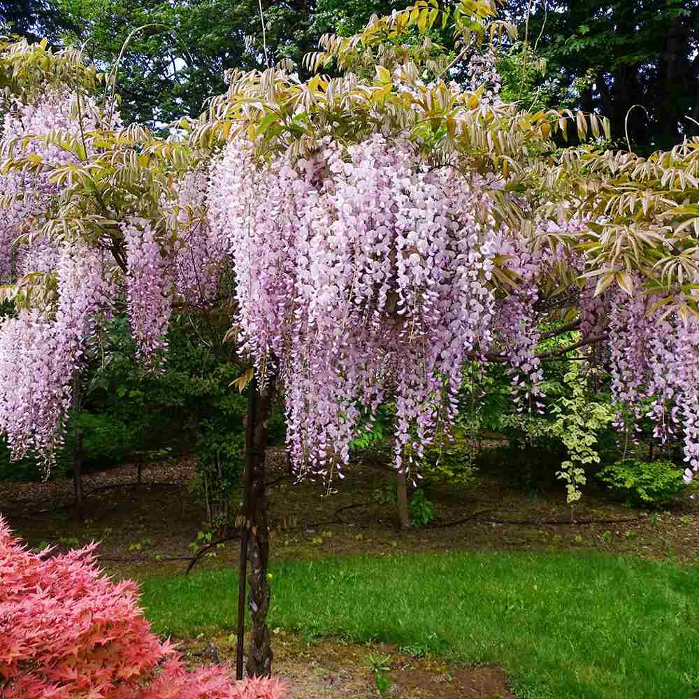 Glicina (Wisteria) cataratoare Honbeni cu flori roz-pal