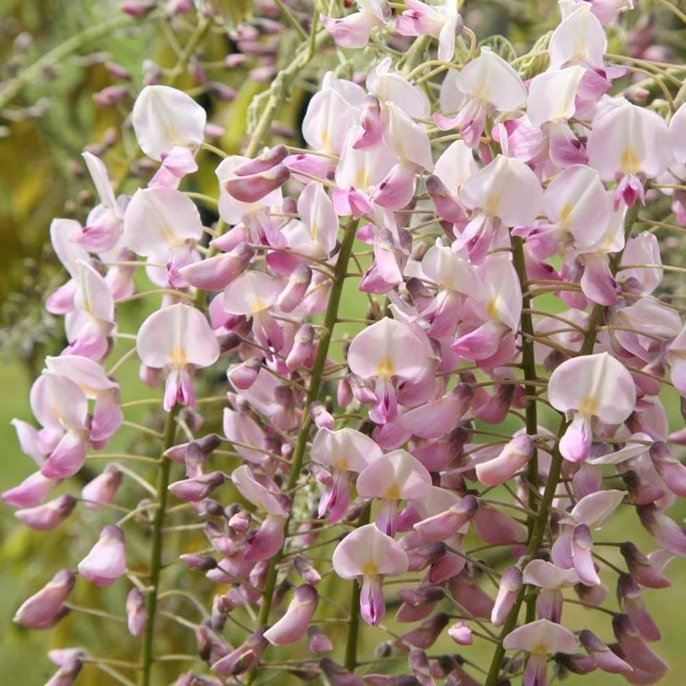 Glicina (Wisteria) cataratoare Honbeni cu flori roz-pal