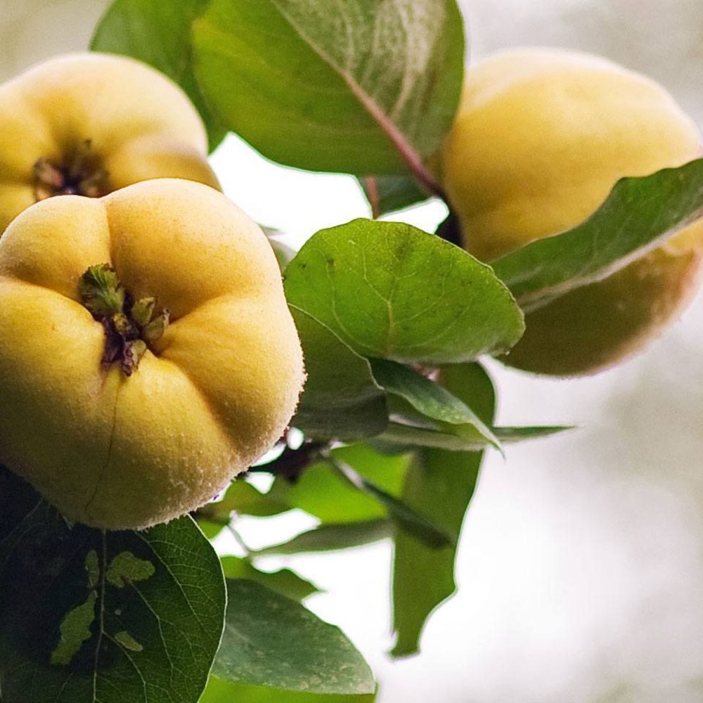 Gutui (Cydonia oblonga), cu fructe amarui