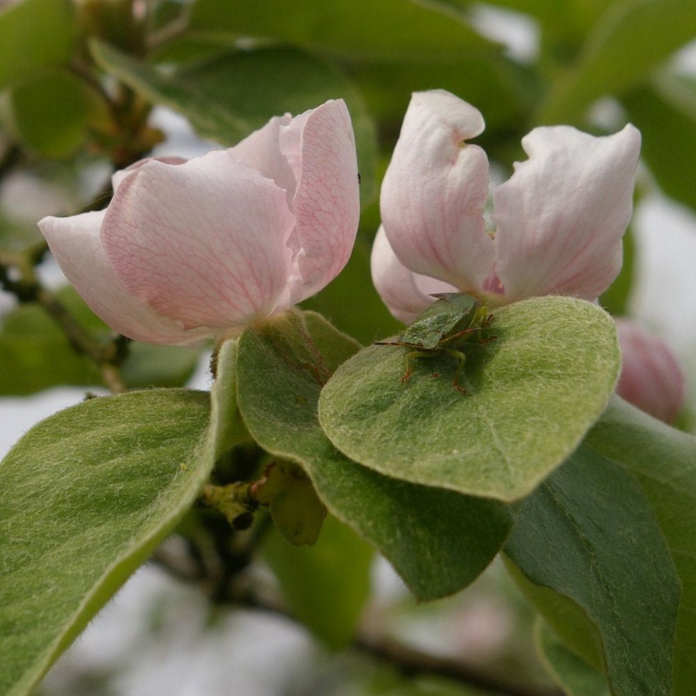 Gutui (Cydonia oblonga), cu fructe amarui