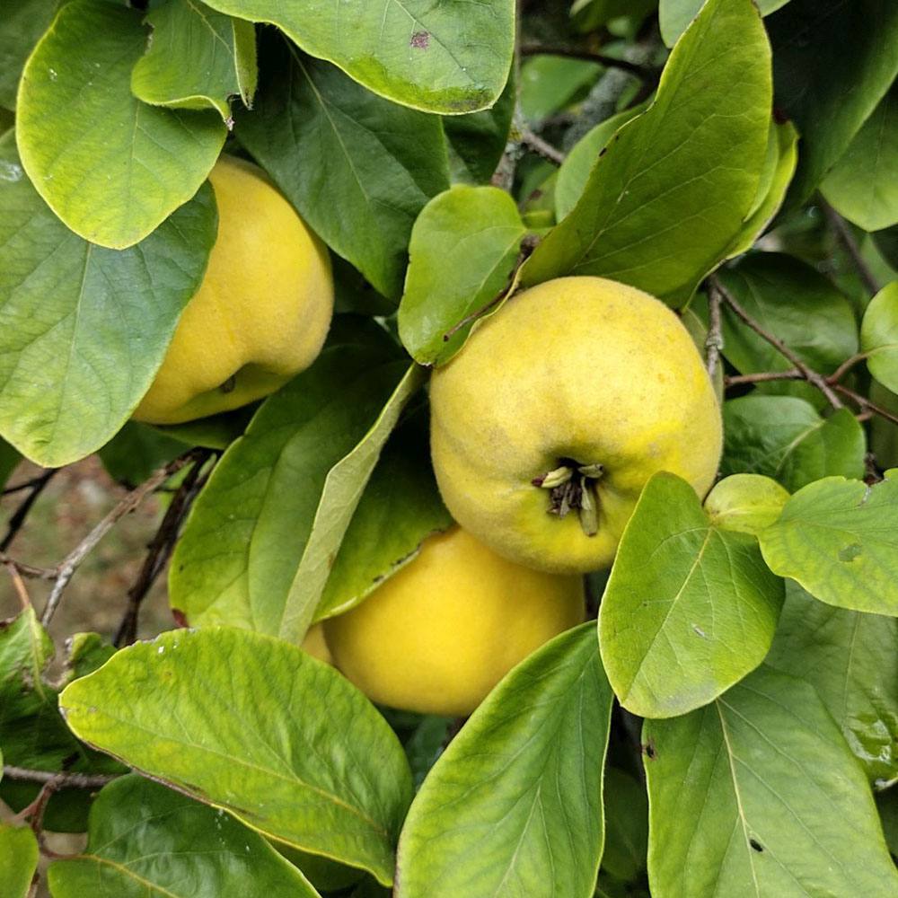 Gutui (Cydonia oblonga), cu fructe amarui - VERDENA-Livrat in ghiveci de 5 l