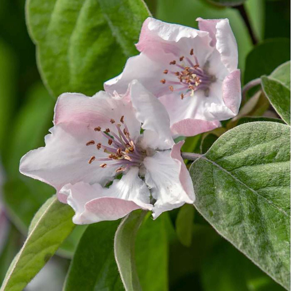 Gutui (Cydonia oblonga), cu fructe amarui