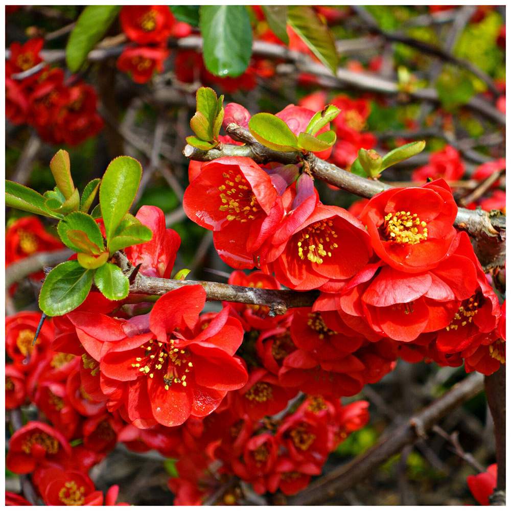 Gutui Japonez, Merisor (Chaenomeles) Crimson and Gold, cu flori rosu-auriu