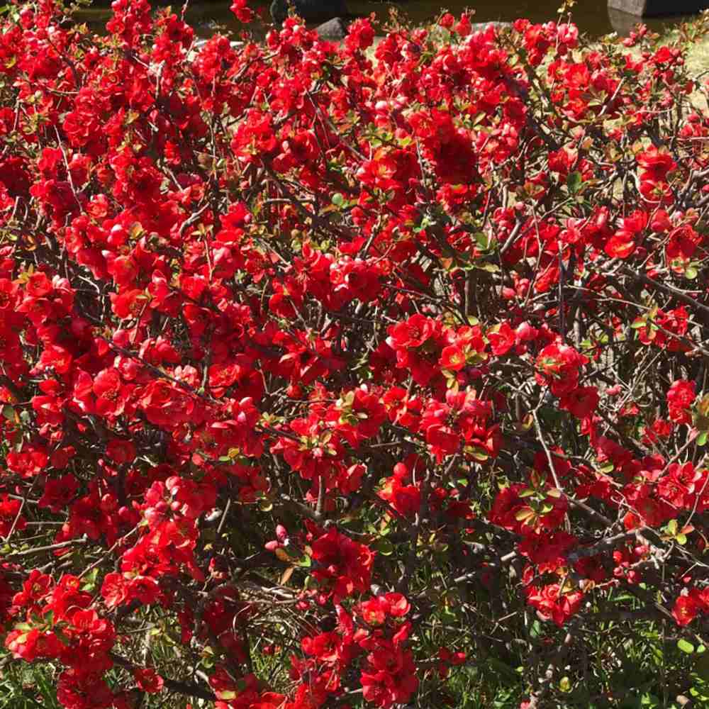 Gutui Japonez, Merisor (Chaenomeles) Crimson and Gold, cu flori rosu-auriu