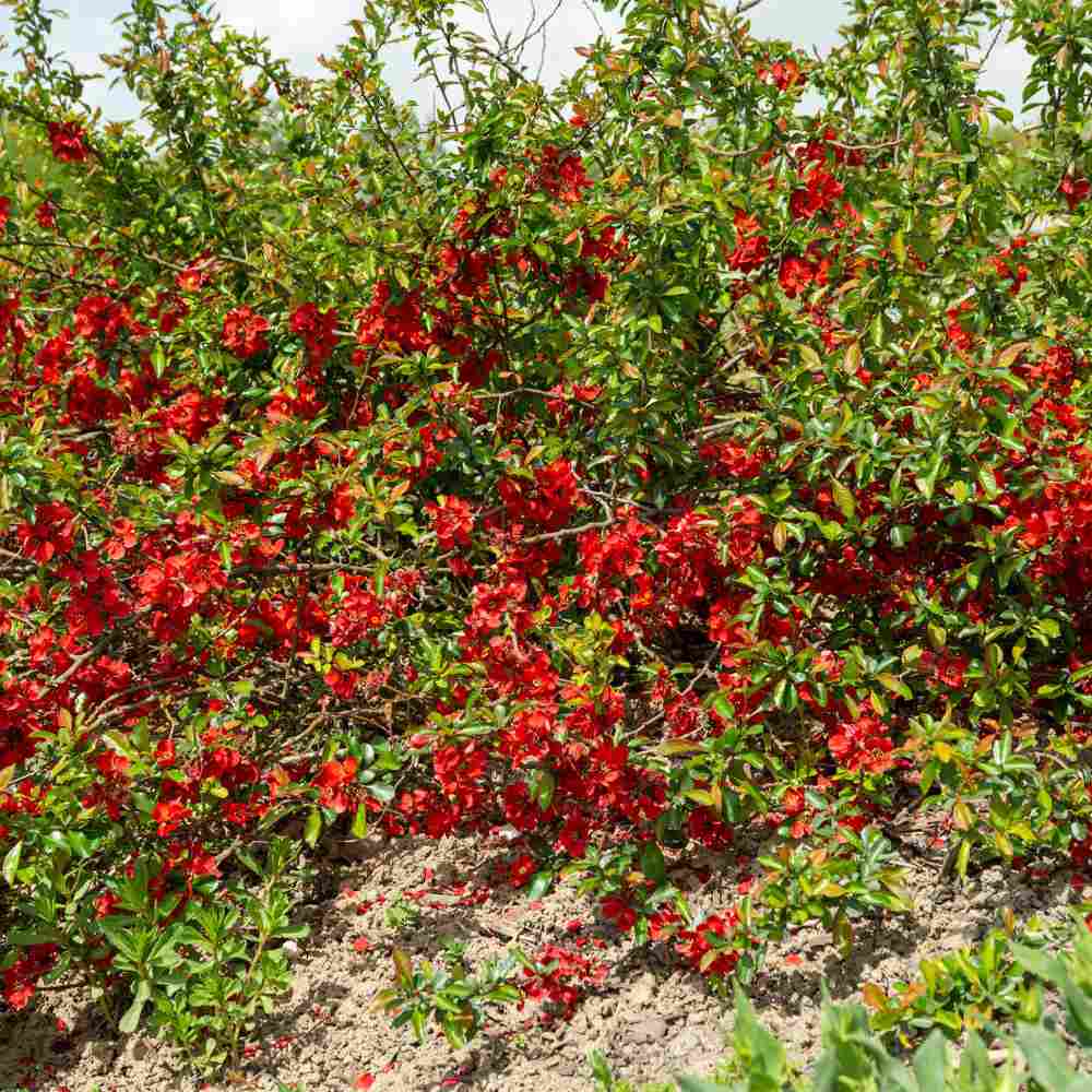Gutui Japonez, Merisor (Chaenomeles) Crimson and Gold, cu flori rosu-auriu