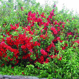 Gutui Japonez, Merisor (Chaenomeles) Crimson and Gold, cu flori rosu-auriu - VERDENA-60-70 cm inaltime, livrat in ghiveci de 2 l