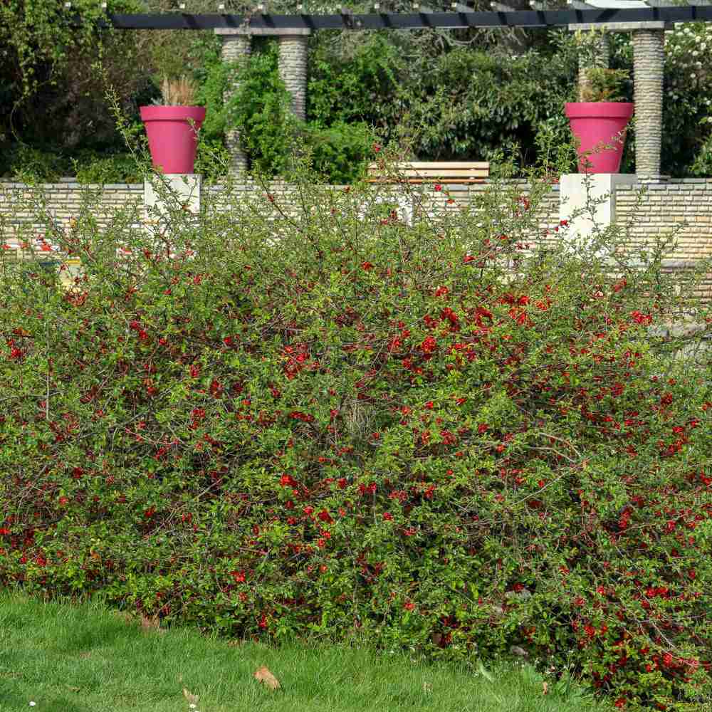 Gutui Japonez, Merisor (Chaenomeles) Crimson and Gold, cu flori rosu-auriu