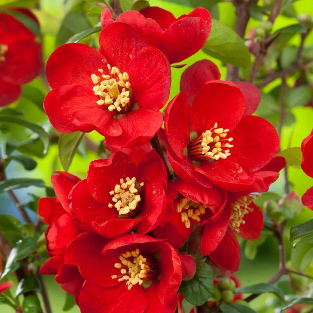 Gutui Japonez, Merisor (Chaenomeles) Crimson and Gold, cu flori rosu-auriu