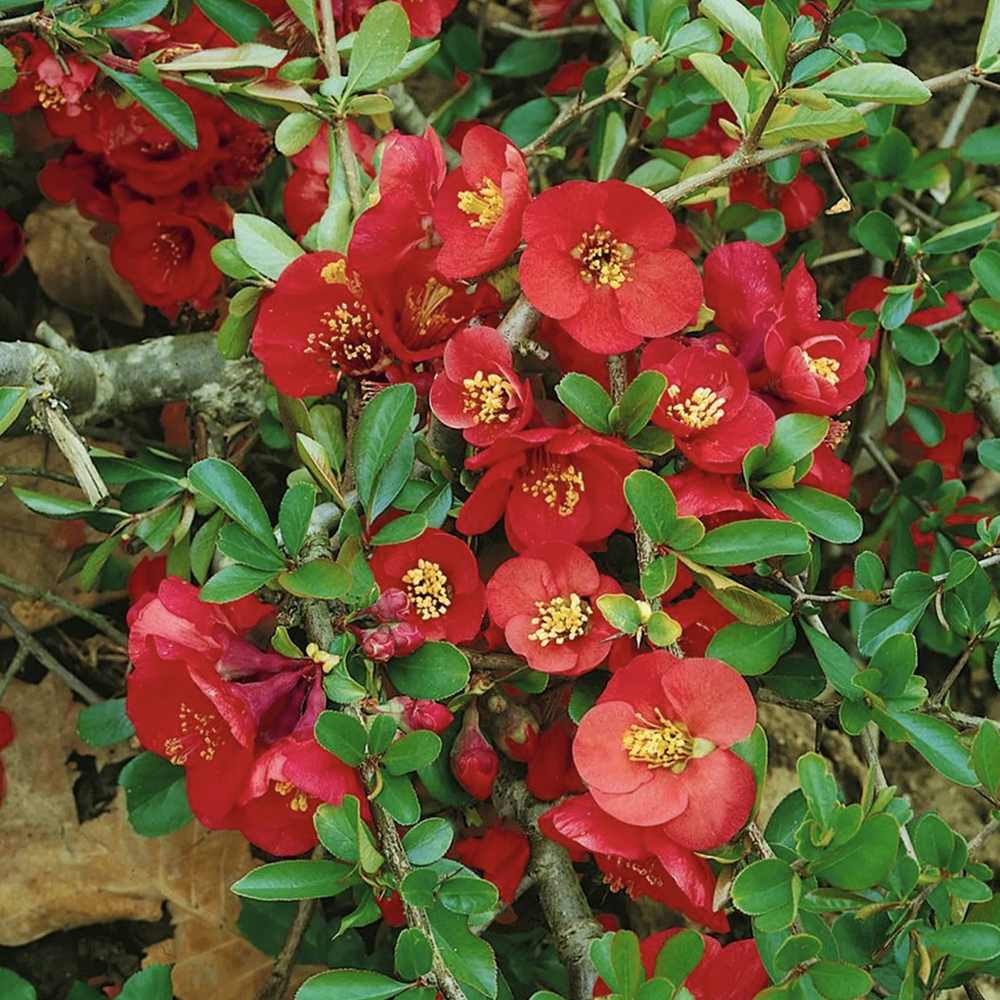 Gutui Japonez, Merisor (Chaenomeles) Nicoline, cu flori rosii