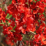 Gutui Japonez, Merisor (Chaenomeles) Nicoline, cu flori rosii - VERDENA-25-30 cm inaltime, livrat in ghiveci de 2.5 l