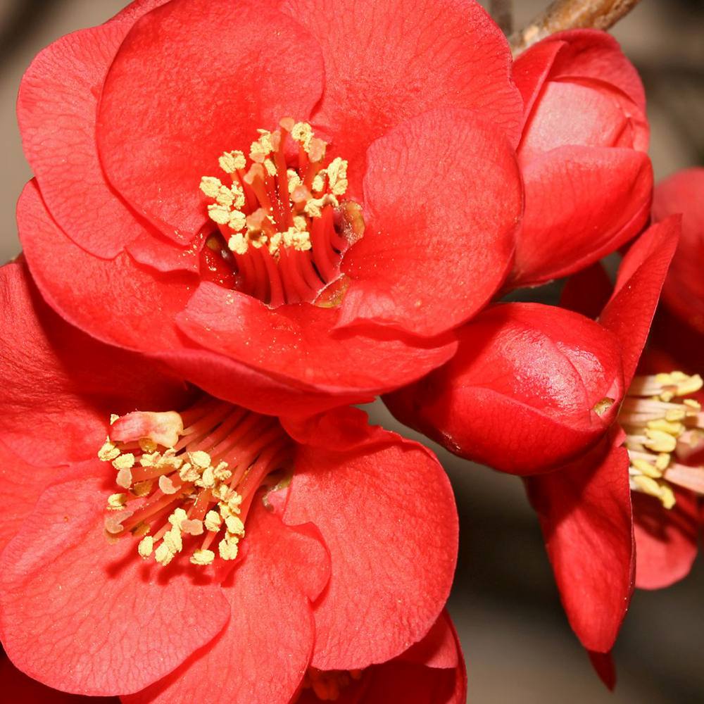 Gutui Japonez, Merisor (Chaenomeles) Nicoline, cu flori rosii