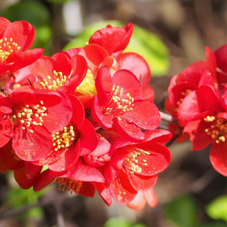 Gutui Japonez, Merisor (Chaenomeles) Nicoline, cu flori rosii - VERDENA-25-30 cm inaltime, livrat in ghiveci de 2.5 l