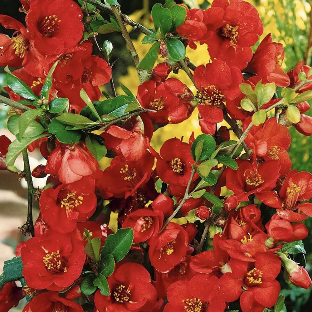 Gutui Japonez, Merisor (Chaenomeles) Nicoline, cu flori rosii