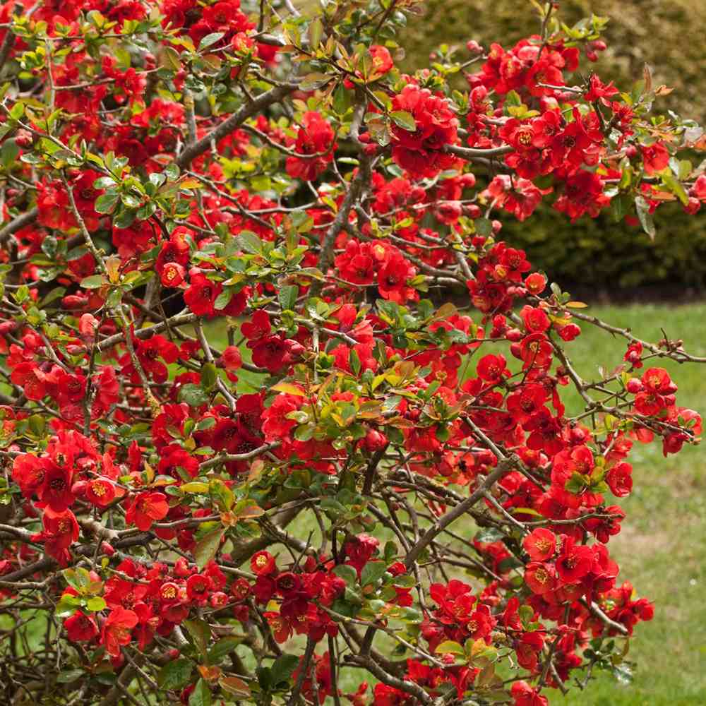 Gutui Japonez, Merisor (Chaenomeles) Nicoline, cu flori rosii
