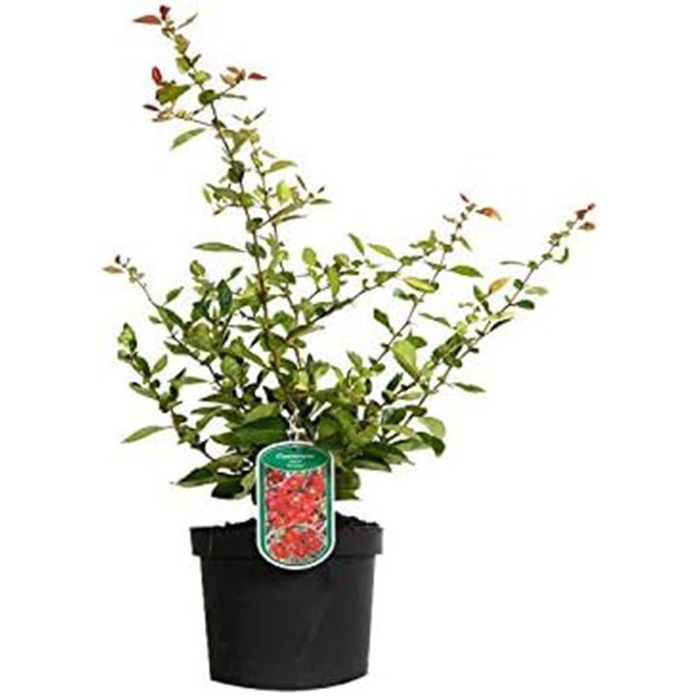 Gutui Japonez, Merisor (Chaenomeles) Nicoline, cu flori rosii