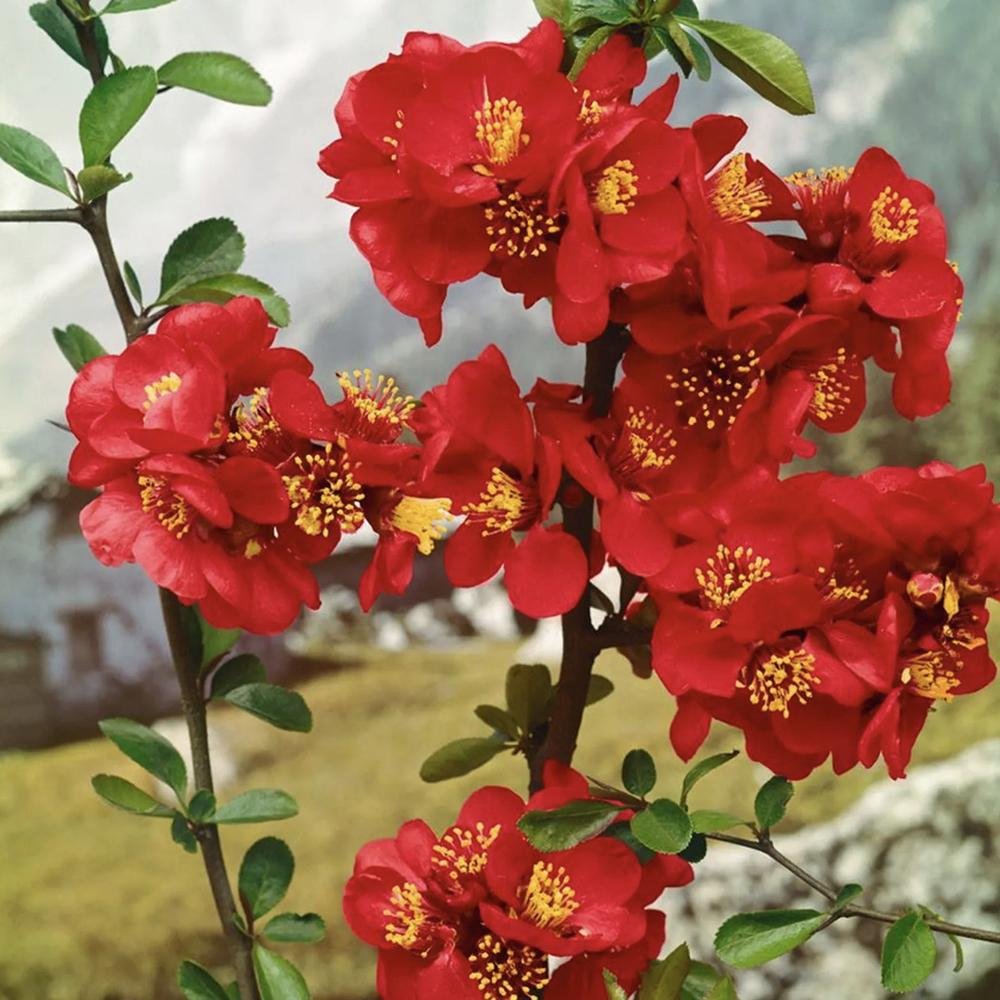 Gutui Japonez, Merisor (Chaenomeles) Nicoline, cu flori rosii