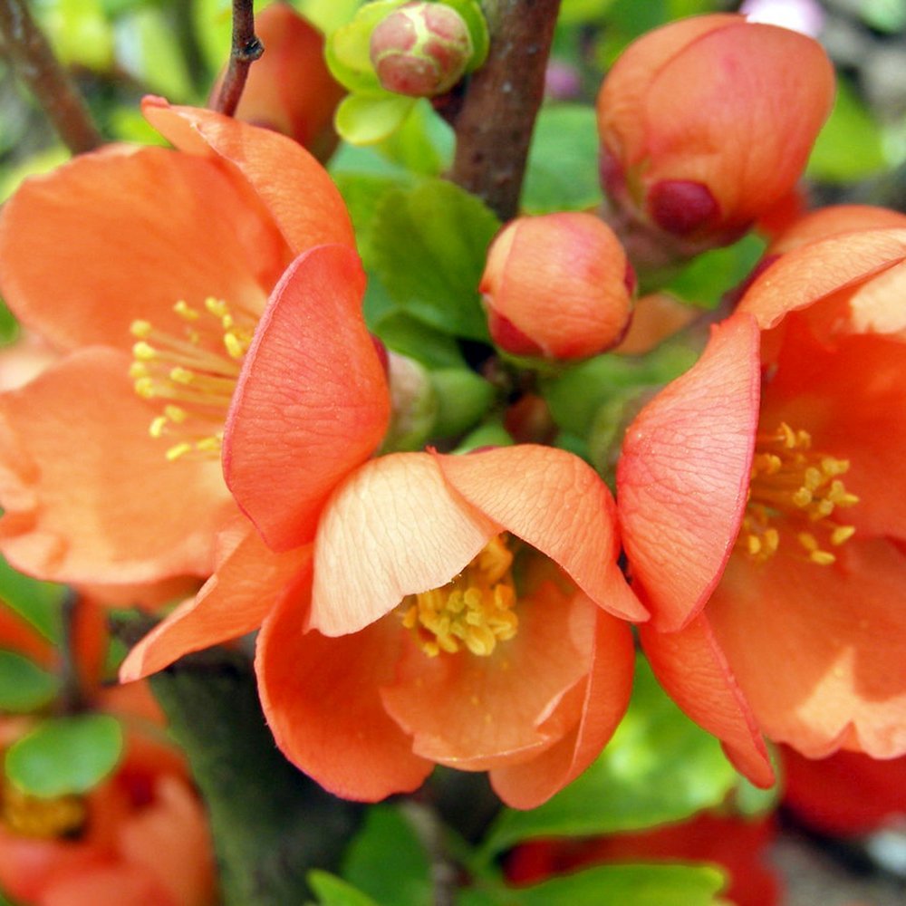 Gutui Japonez, Merisor (Chaenomeles) Orange Trail, cu flori portocalii