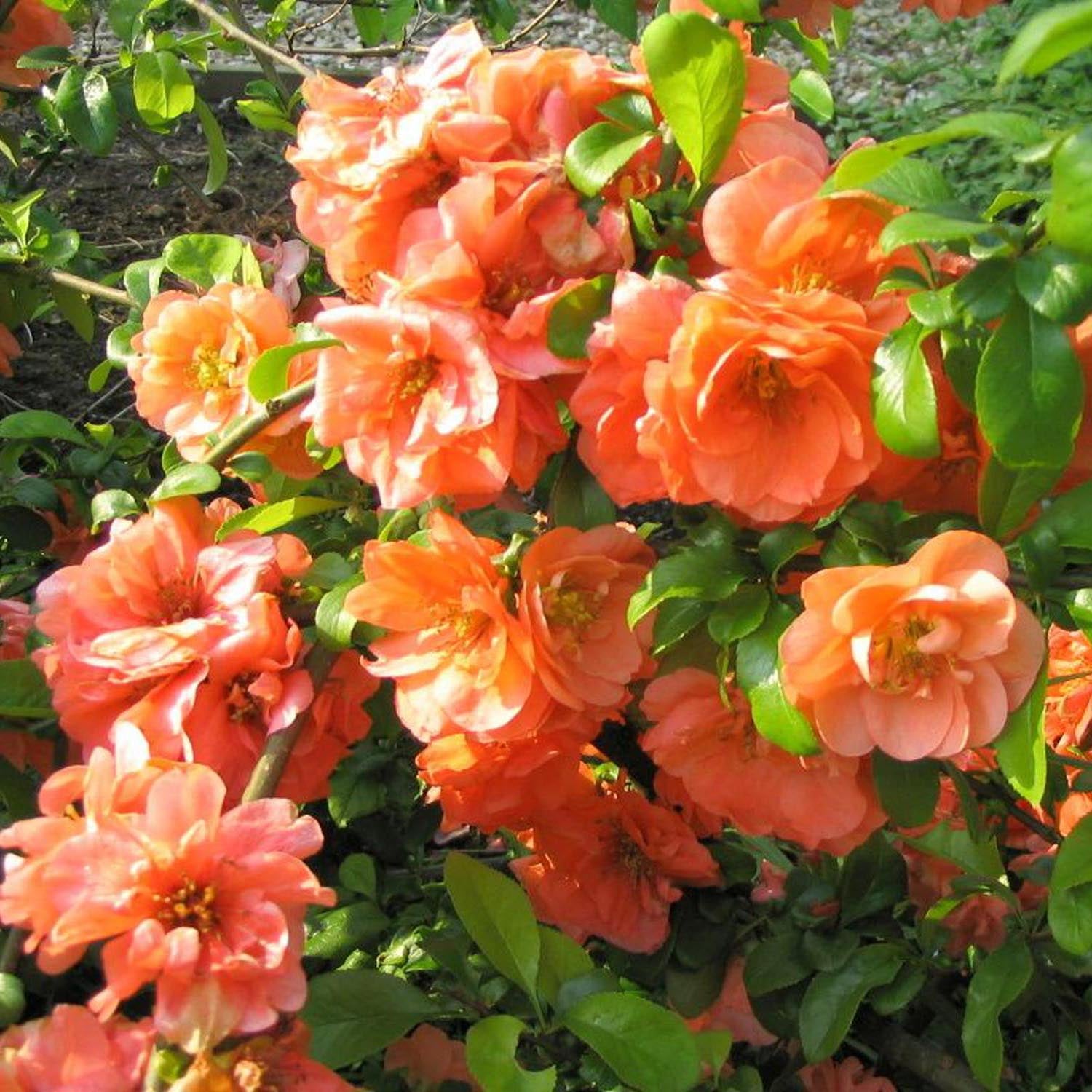 Gutui Japonez, Merisor (Chaenomeles) Orange Trail, cu flori portocalii