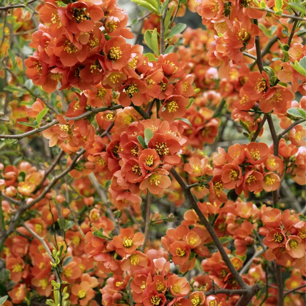 Gutui Japonez, Merisor (Chaenomeles) Orange Trail, cu flori portocalii