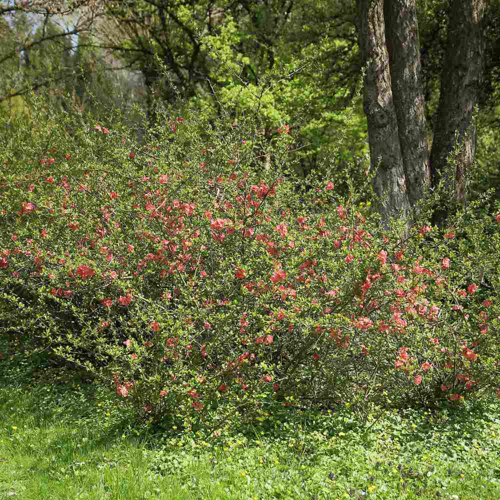 Gutui Japonez, Merisor (Chaenomeles) Pink Lady, cu flori roz-inchis