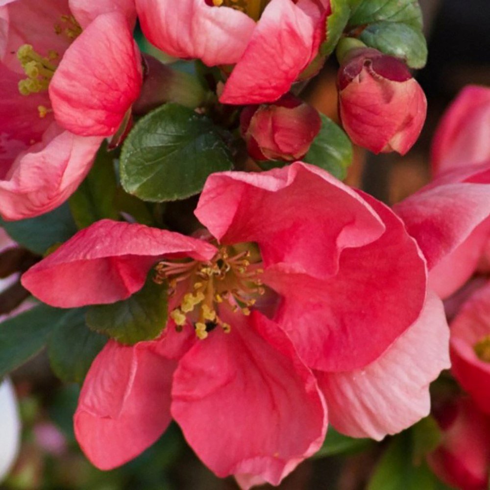 Gutui Japonez, Merisor (Chaenomeles) Pink Lady, cu flori roz-inchis