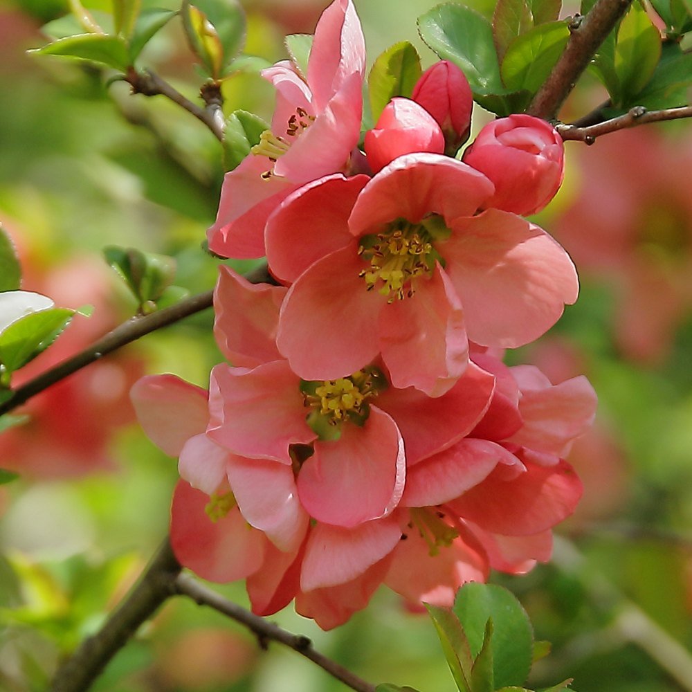 Gutui Japonez, Merisor (Chaenomeles) Pink Lady, cu flori roz-inchis