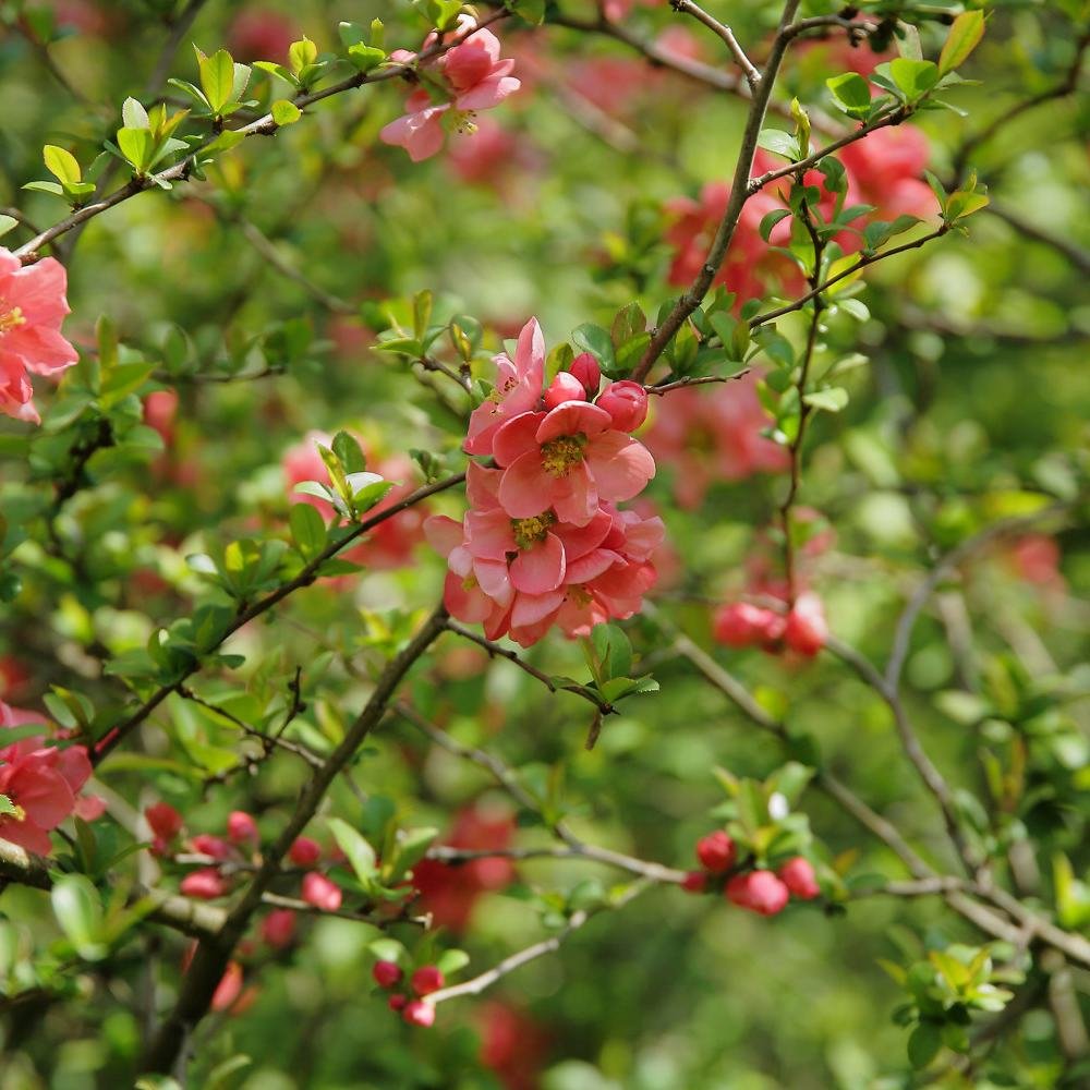 Gutui Japonez, Merisor (Chaenomeles) Pink Lady, cu flori roz-inchis