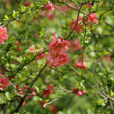 Gutui Japonez, Merisor (Chaenomeles) Pink Lady, cu flori roz-inchis - VERDENA-30-40 cm inaltime, livrat in ghiveci de 2.5 l