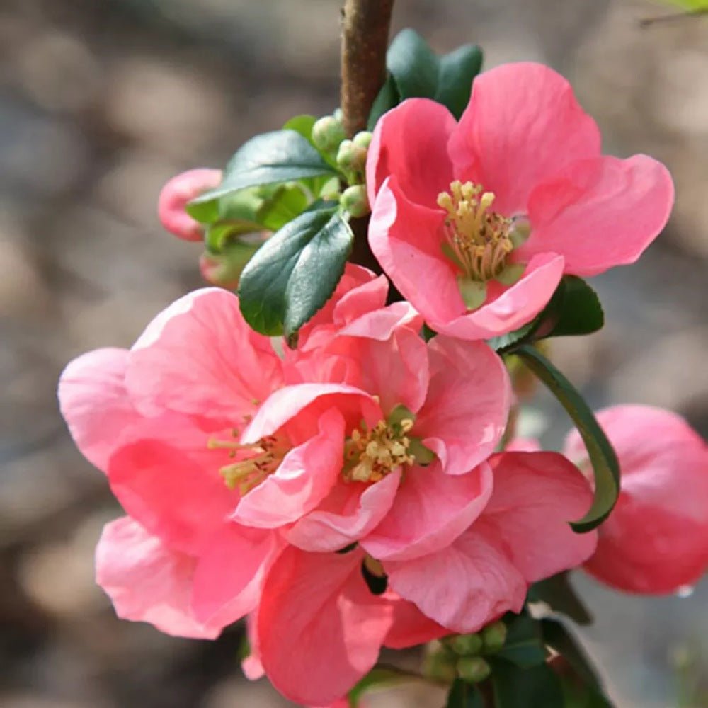Gutui Japonez, Merisor (Chaenomeles) Pink Trail, cu flori roz