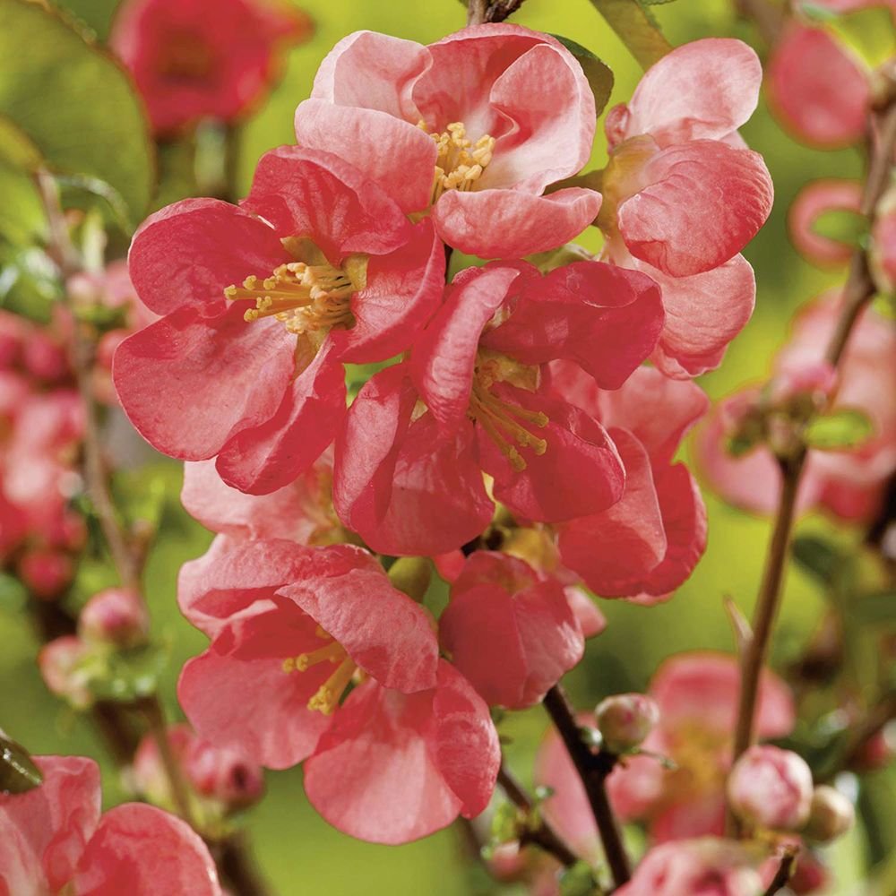 Gutui Japonez, Merisor (Chaenomeles) Pink Trail, cu flori roz - VERDENA-30-40 cm inaltime, livrat in ghiveci de 1.5 l
