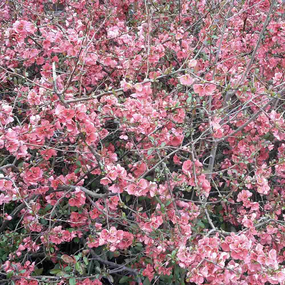 Gutui Japonez, Merisor (Chaenomeles) Pink Trail, cu flori roz