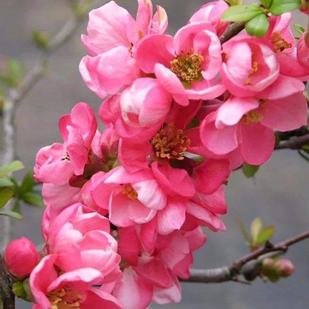 Gutui Japonez, Merisor (Chaenomeles) Pink Trail, cu flori roz - VERDENA-30-40 cm inaltime, livrat in ghiveci de 1.5 l