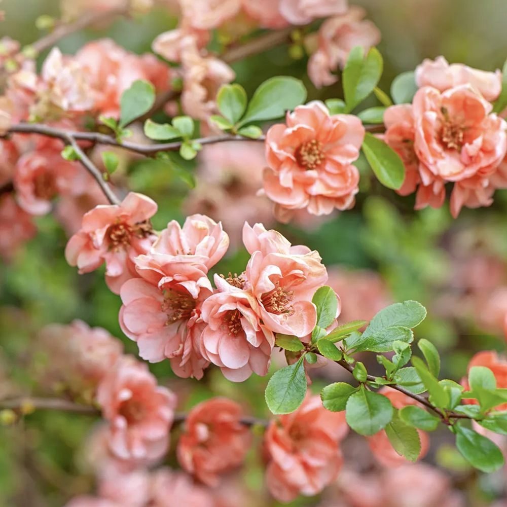 Gutui Japonez, Merisor (Chaenomeles) Salmon Horizon, cu flori roz-somon