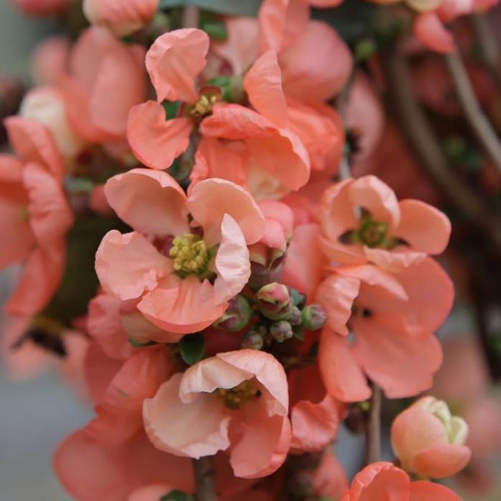 Gutui Japonez, Merisor (Chaenomeles) Salmon Horizon, cu flori roz-somon