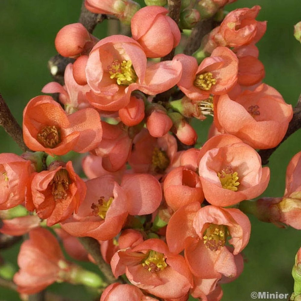 Gutui Japonez, Merisor (Chaenomeles) Salmon Horizon, cu flori roz-somon